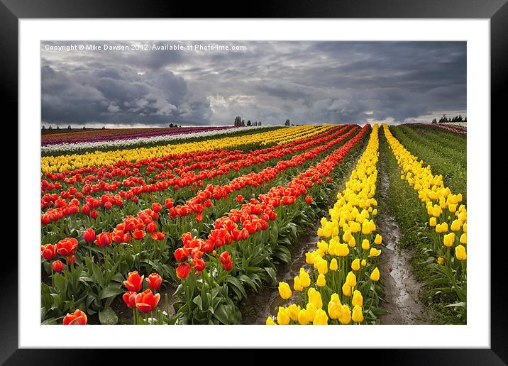 Tulip Storm Framed Mounted Print by Mike Dawson