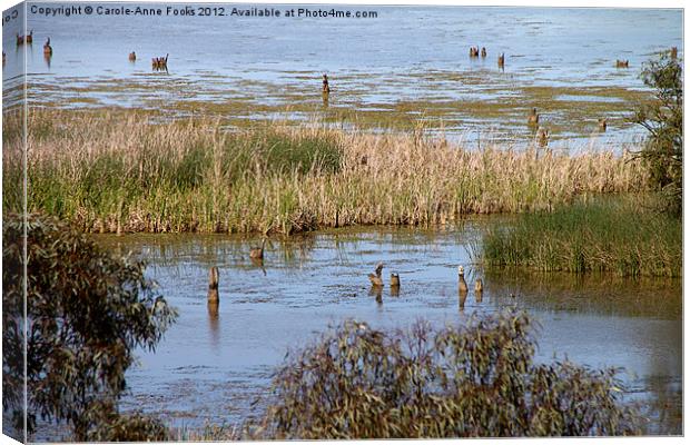 King's Billabong Mildura, Australia Canvas Print by Carole-Anne Fooks