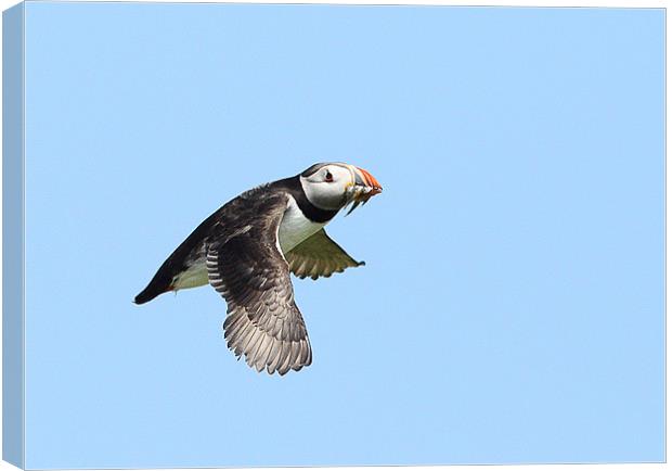 Puffin with Sand Eels Canvas Print by George Cox