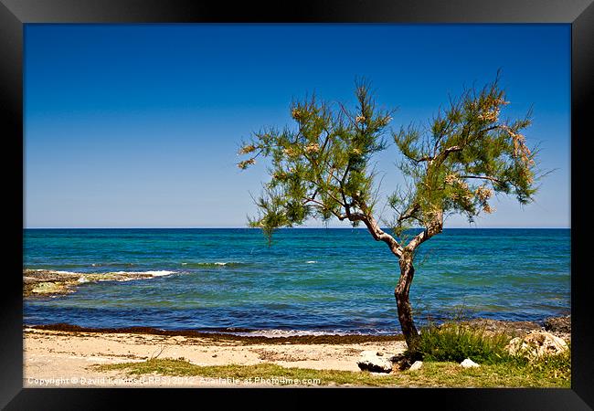 Mediterranean Beach Tree Framed Print by David Lewins (LRPS)