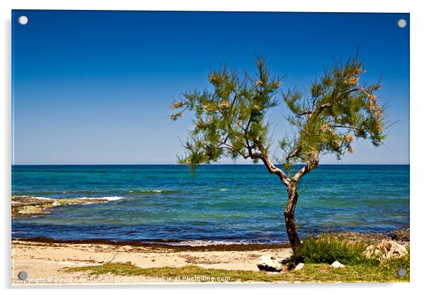 Mediterranean Beach Tree Acrylic by David Lewins (LRPS)