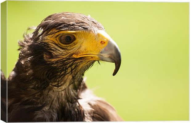 Falcon Canvas Print by Ben Shirley