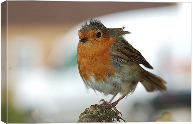 Punk robin Canvas Print by Mike Herber