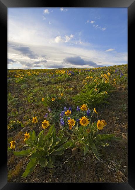 Purple And Gold  Framed Print by Mike Dawson