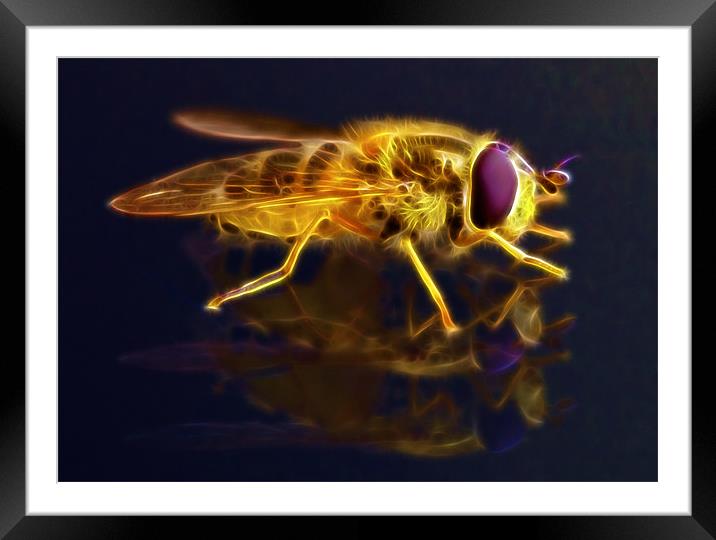 Electric Bee Framed Mounted Print by Mike Gorton