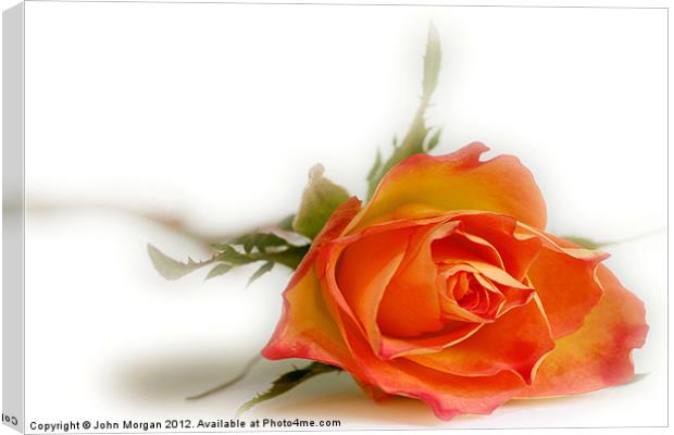 Only a Rose. Canvas Print by John Morgan