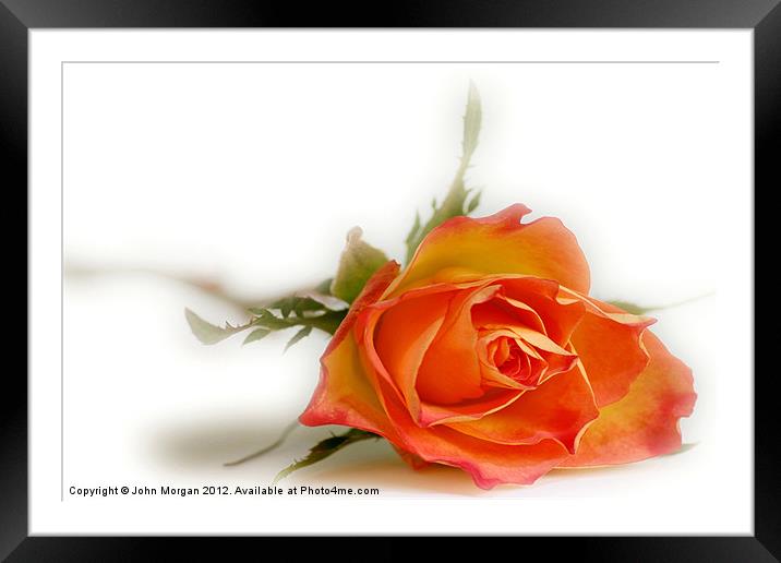 Only a Rose. Framed Mounted Print by John Morgan