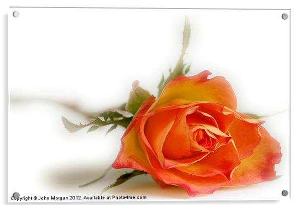 Only a Rose. Acrylic by John Morgan