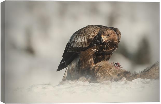 Golden Eagle Canvas Print by Natures' Canvas: Wall Art  & Prints by Andy Astbury