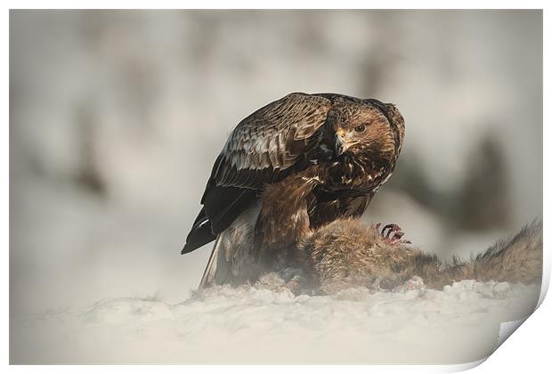 Golden Eagle Print by Natures' Canvas: Wall Art  & Prints by Andy Astbury