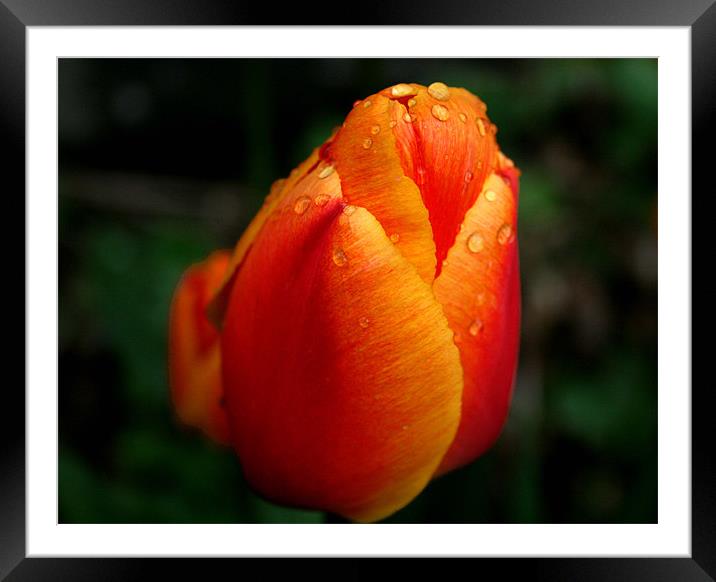 Tulip Framed Mounted Print by Jessica Poole