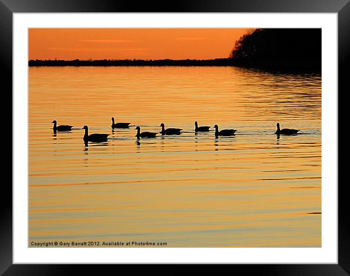 Eight Ducks After Sunset Framed Mounted Print by Gary Barratt