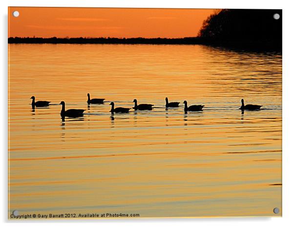 Eight Ducks After Sunset Acrylic by Gary Barratt