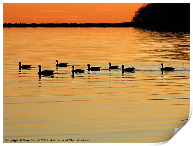 Eight Ducks After Sunset Print by Gary Barratt