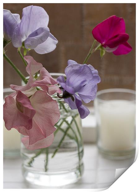 Cut sweet peas Print by J Lloyd