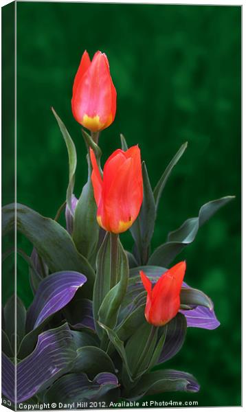 Three Red and Yellow Tulips Canvas Print by Daryl Hill