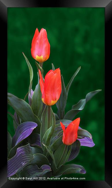 Three Red and Yellow Tulips Framed Print by Daryl Hill
