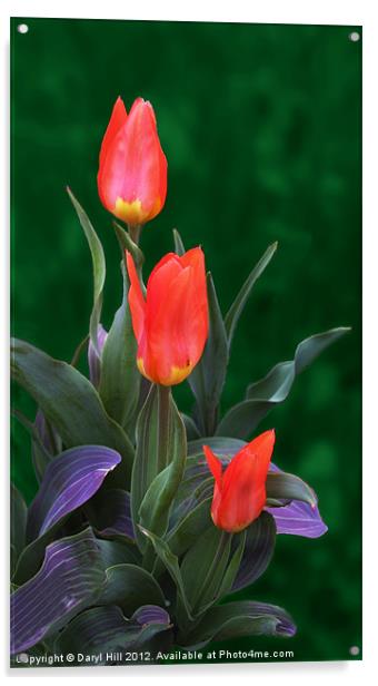 Three Red and Yellow Tulips Acrylic by Daryl Hill