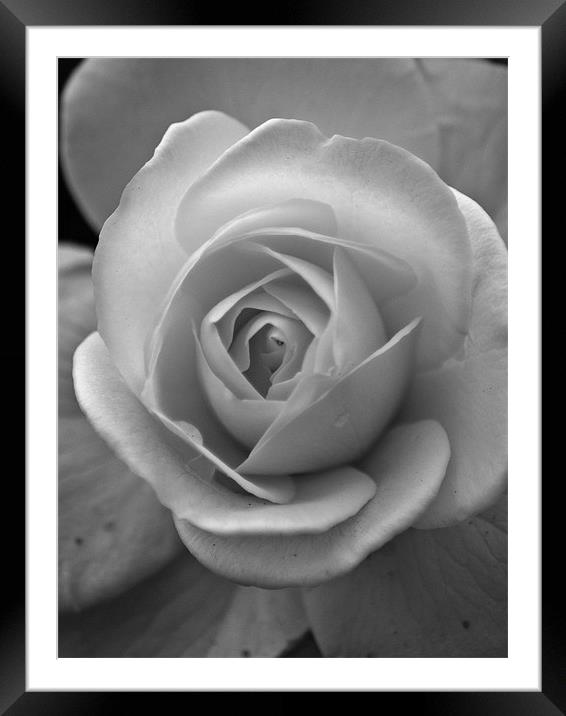 Delicate White Framed Mounted Print by richard downes