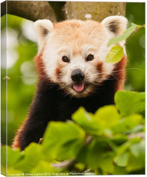 Red panda (Ailurus fulgens) Canvas Print by Steve Liptrot