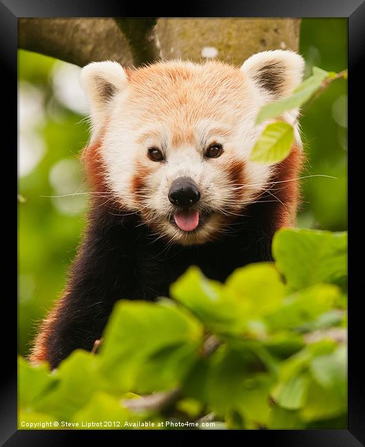 Red panda (Ailurus fulgens) Framed Print by Steve Liptrot