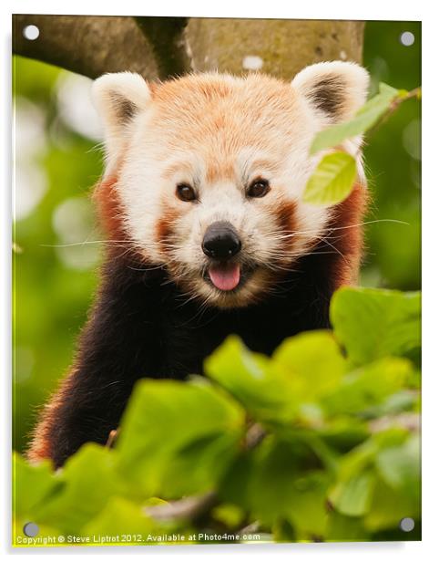 Red panda (Ailurus fulgens) Acrylic by Steve Liptrot