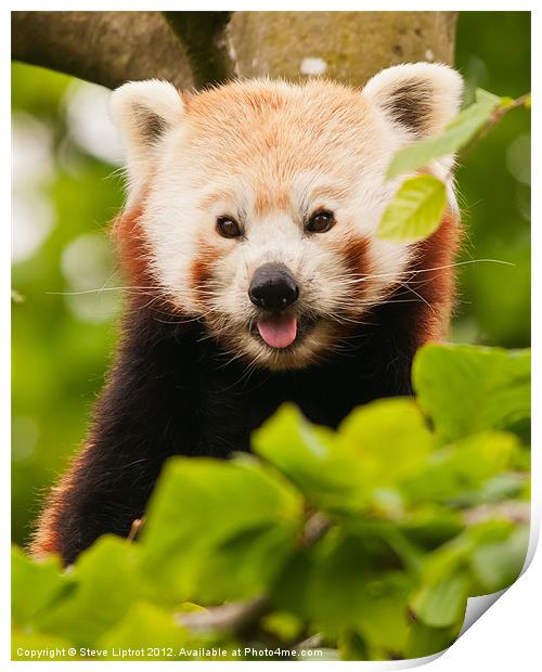 Red panda (Ailurus fulgens) Print by Steve Liptrot