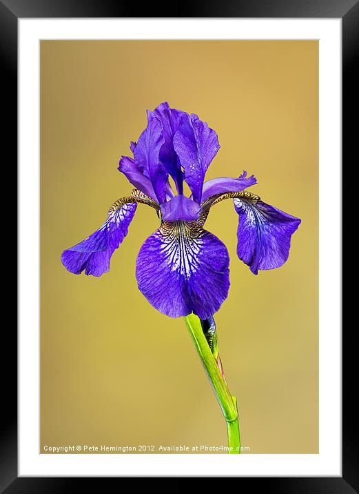 Single Iris flower Framed Mounted Print by Pete Hemington