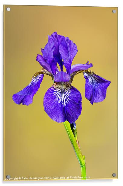 Single Iris flower Acrylic by Pete Hemington