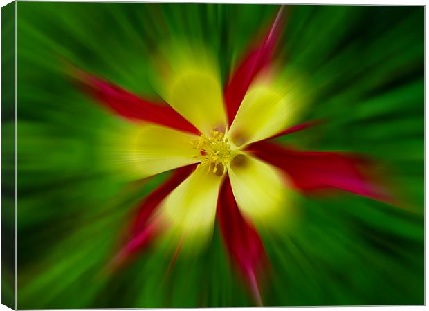 Aquilegia Zoom Canvas Print by Roger Green