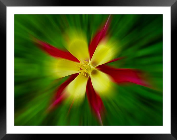 Aquilegia Zoom Framed Mounted Print by Roger Green