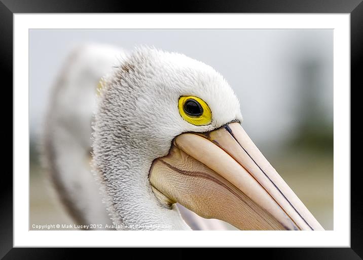 A Pelicans' Gaze Framed Mounted Print by Mark Lucey