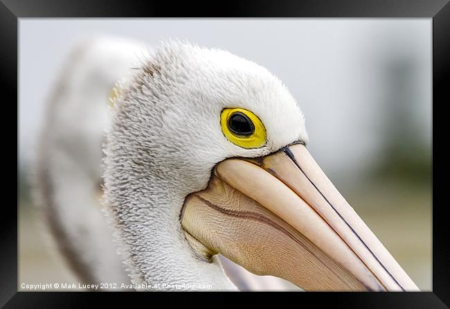 A Pelicans' Gaze Framed Print by Mark Lucey