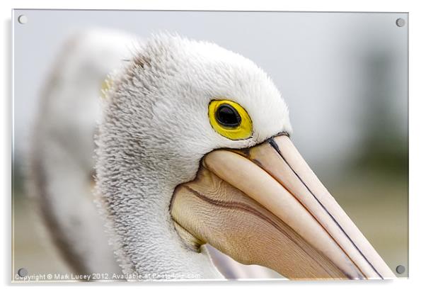 A Pelicans' Gaze Acrylic by Mark Lucey