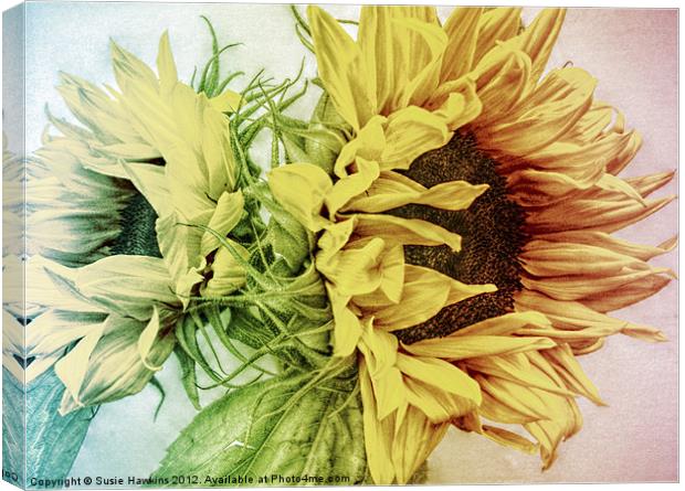 Rainbow Sunflowers Canvas Print by Susie Hawkins