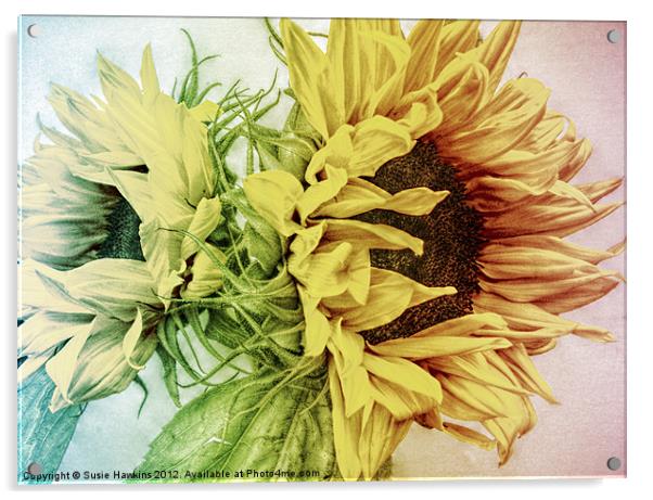 Rainbow Sunflowers Acrylic by Susie Hawkins
