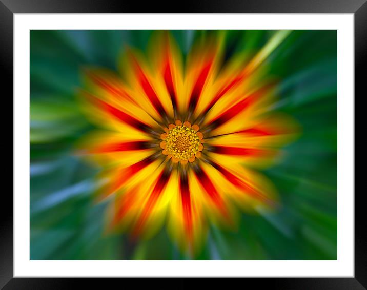 Gazania Zoom Framed Mounted Print by Roger Green