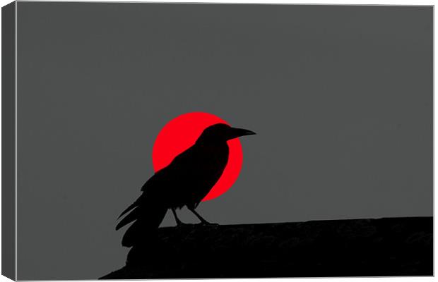 Sunset Crow Canvas Print by Mike Gorton