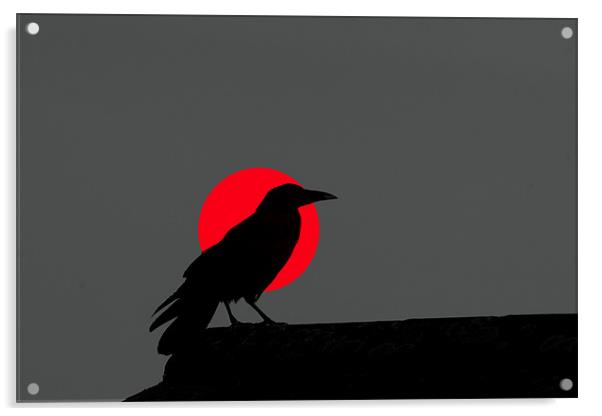 Sunset Crow Acrylic by Mike Gorton