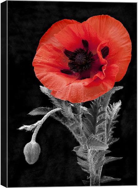 POPPY #1 Canvas Print by Anthony R Dudley (LRPS)