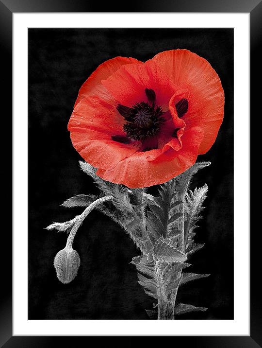 POPPY #1 Framed Mounted Print by Anthony R Dudley (LRPS)