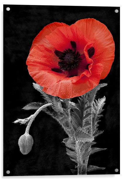 POPPY #1 Acrylic by Anthony R Dudley (LRPS)