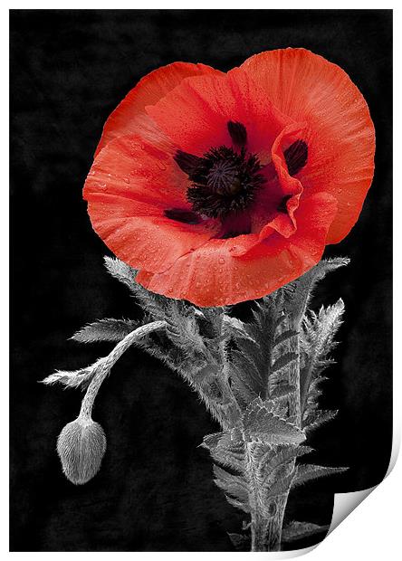 POPPY #1 Print by Anthony R Dudley (LRPS)