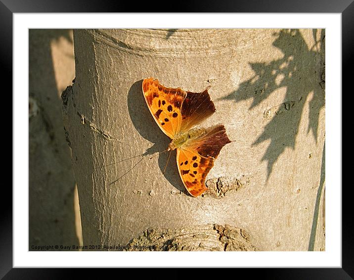 Orange Butterfly On Maple Framed Mounted Print by Gary Barratt