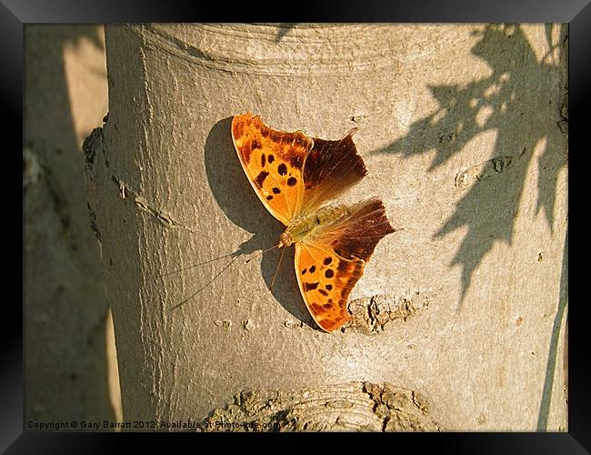 Orange Butterfly On Maple Framed Print by Gary Barratt