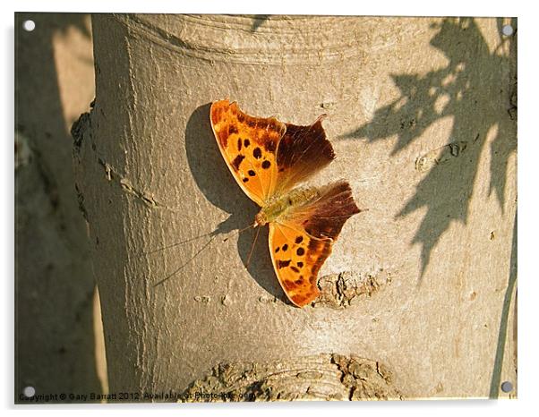 Orange Butterfly On Maple Acrylic by Gary Barratt