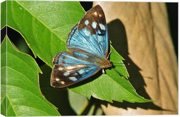 Blue Morpho Canvas Print by wendy pearson