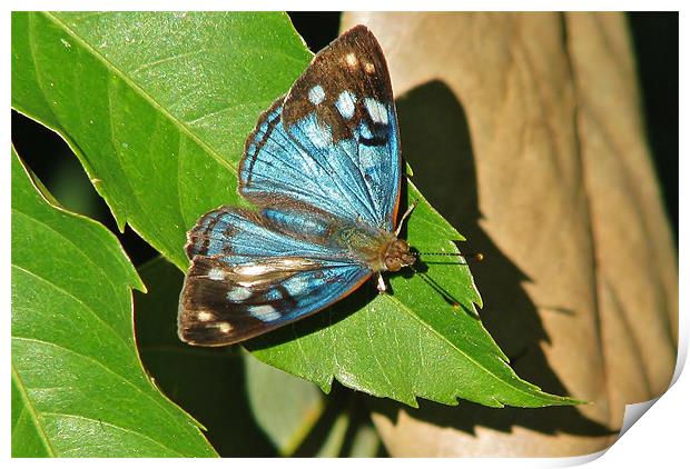 Blue Morpho Print by wendy pearson