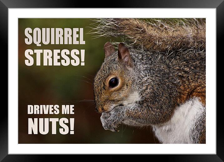 Squirrel Stress Framed Mounted Print by Jennie Franklin