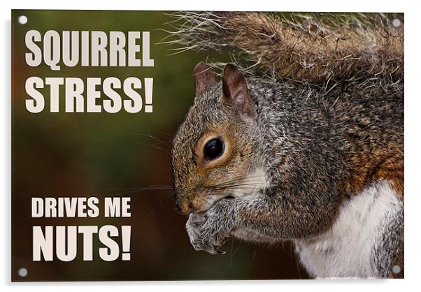 Squirrel Stress Acrylic by Jennie Franklin
